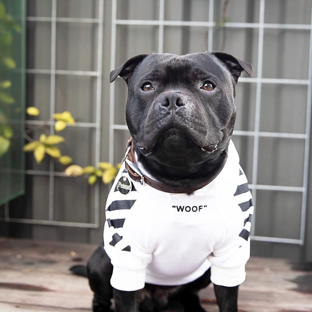 Fresh Pawz Woof Dog Hoodie