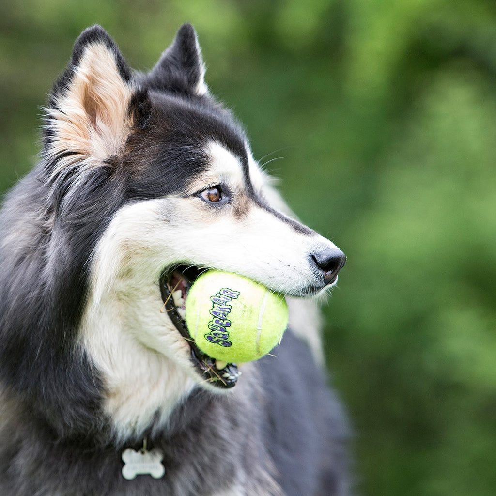 Air KONG Squeaker Tennis Balls for Dogs