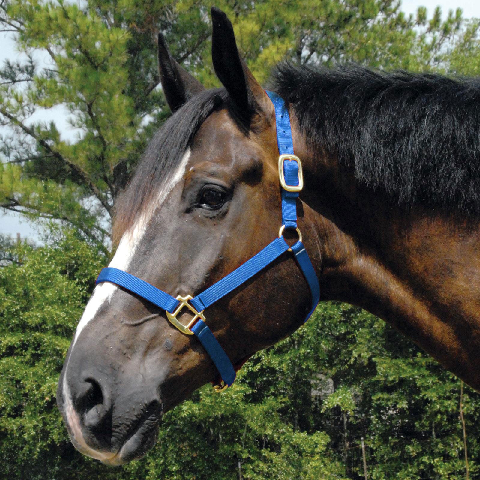 Jeffers Arabian Nylon Horse Halter