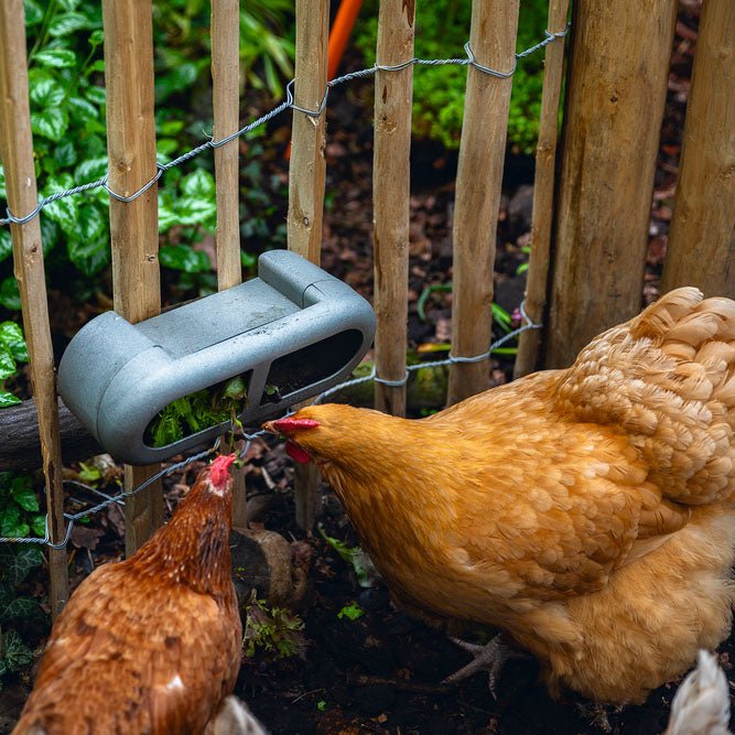 Chicken Feeder with Velcro Attachments – 100% Recycled, Eco-Friendly