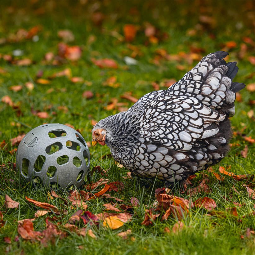 Chicken Snack Ball – 100% Recycled, Foraging & Play Feeder