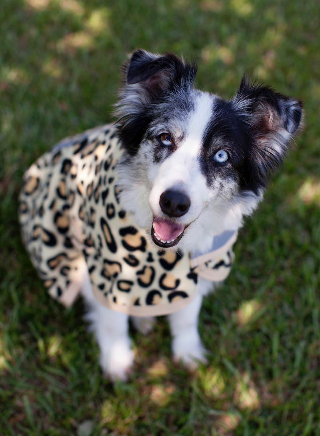 Jeffers Expression Moisture-Wicking Fleece Dog Coat