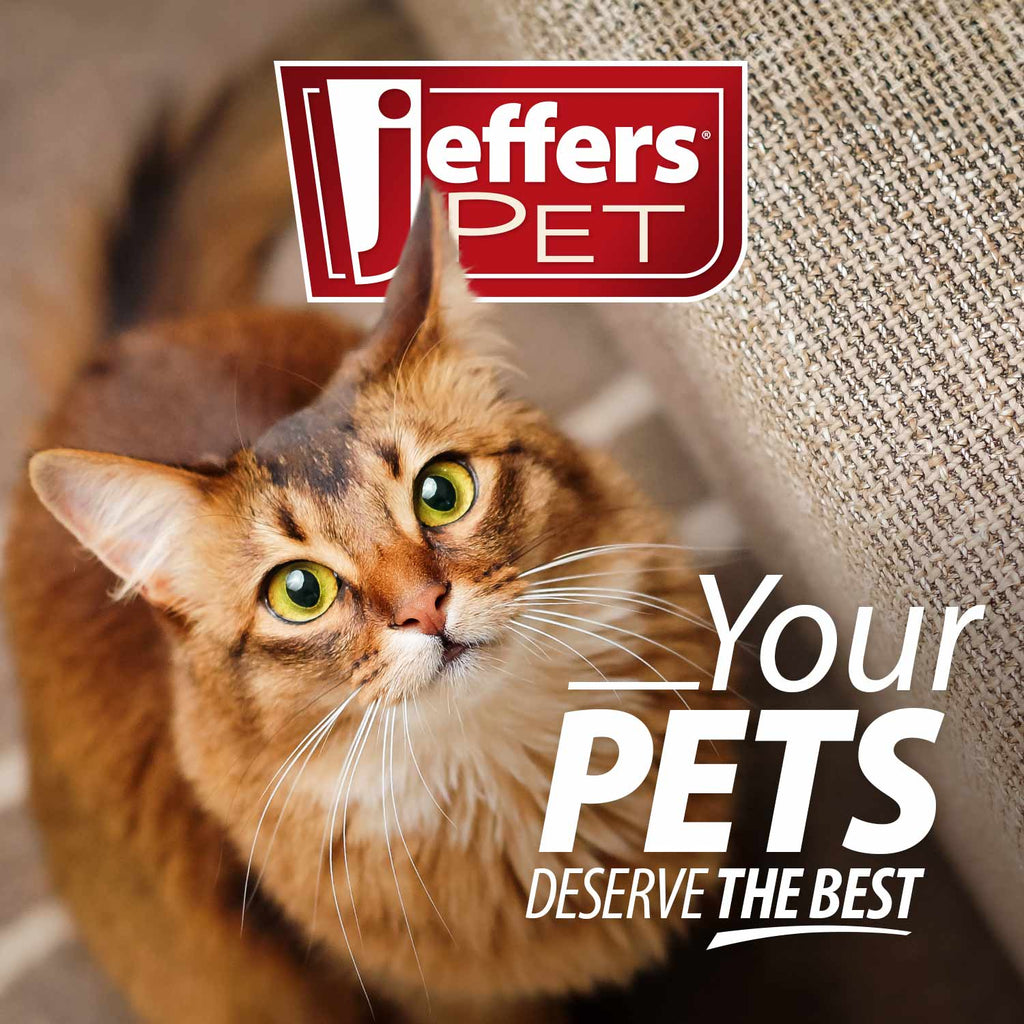 Jeffers BELLY BUDDY Probiotic Supplement Packets for Cats – Multi-Strain Digestive & Immune Support