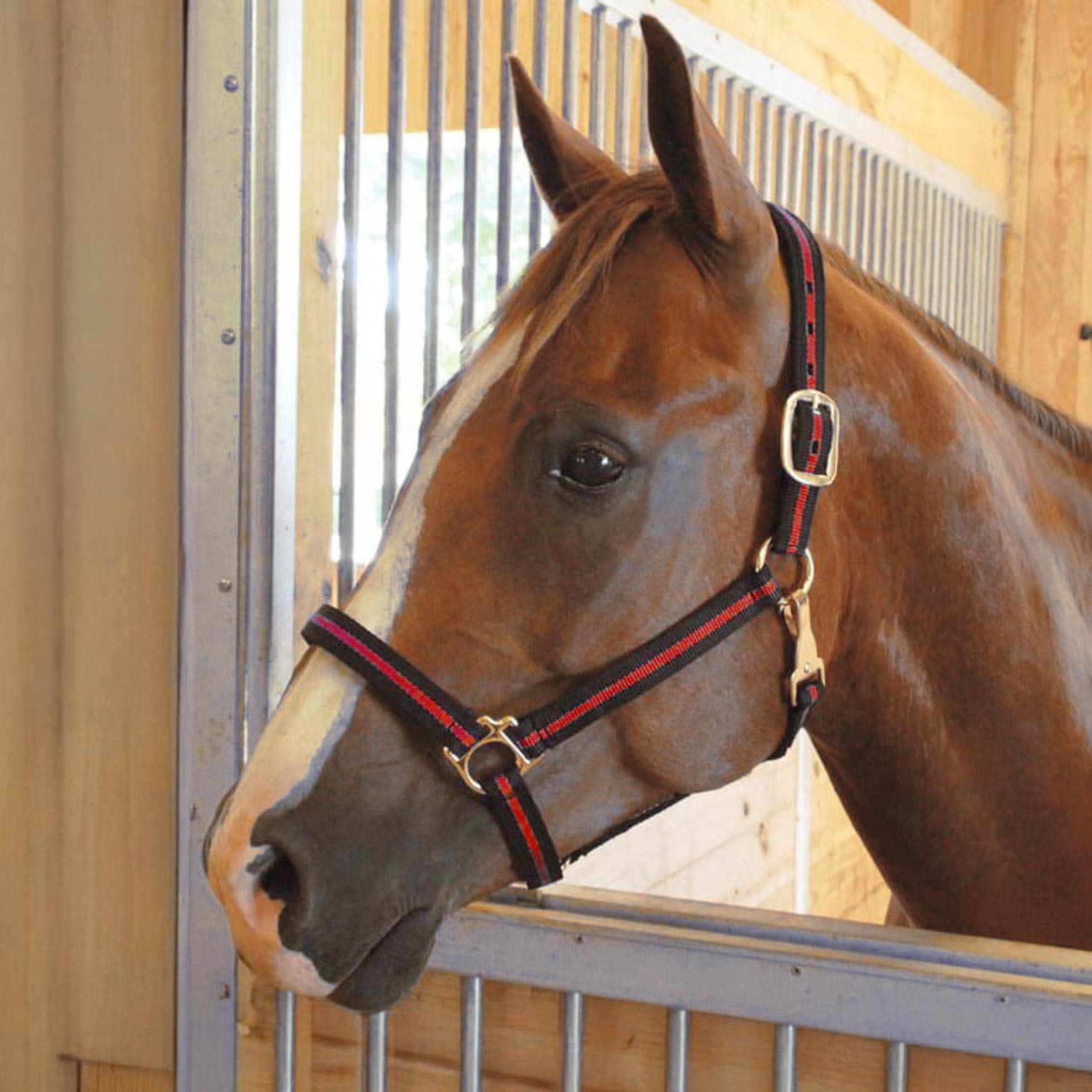 Jeffers Padded Nylon Horse Halter with Throat Snap