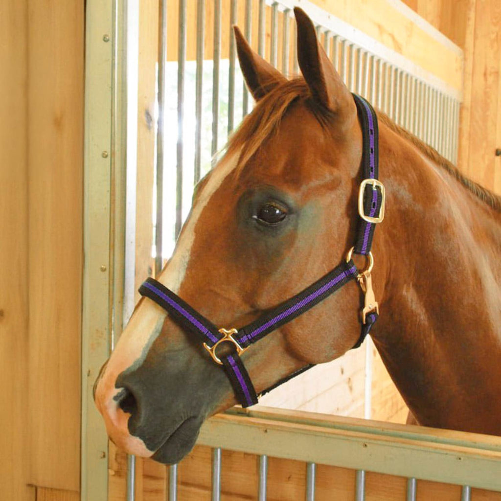 Jeffers Padded Nylon Horse Halter with Throat Snap