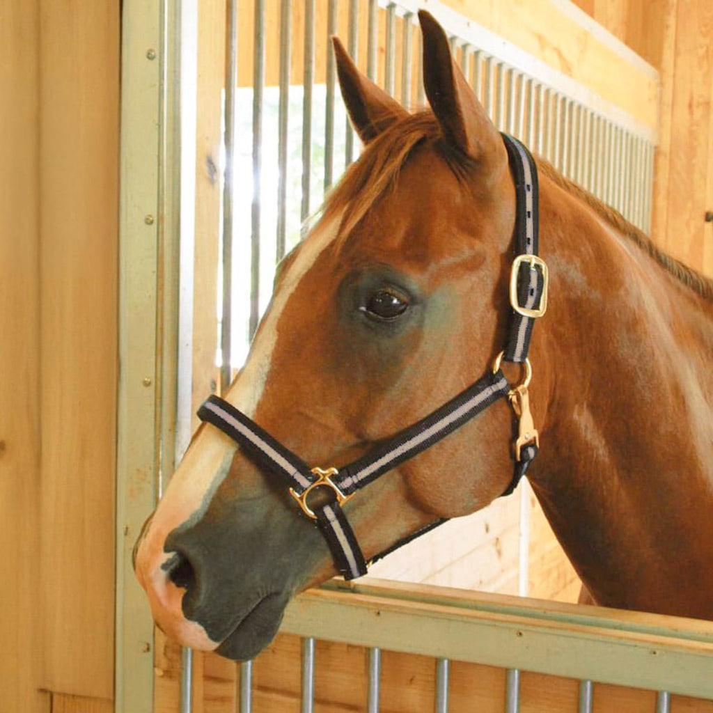 Jeffers Padded Nylon Horse Halter with Throat Snap