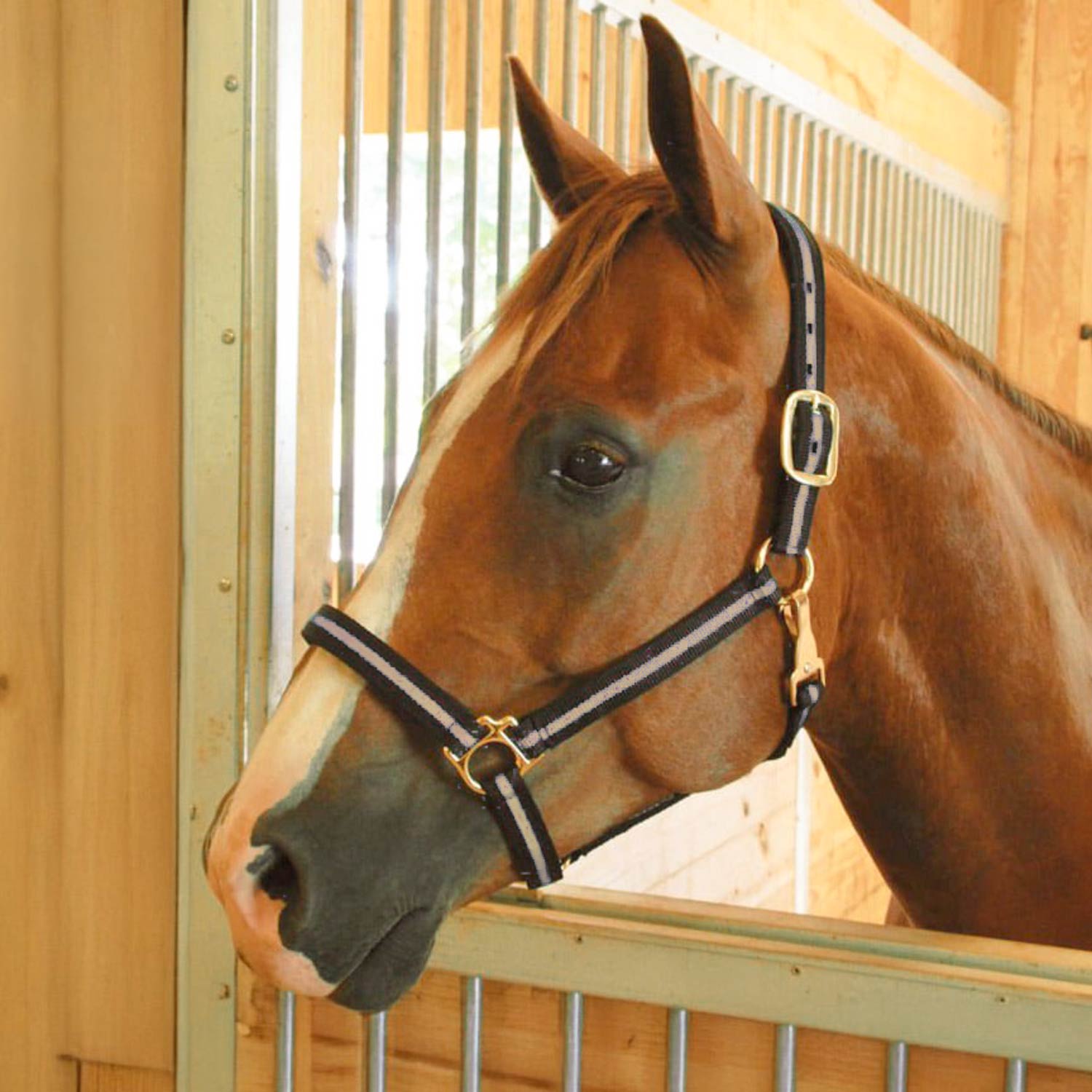Jeffers Padded Nylon Horse Halter with Throat Snap