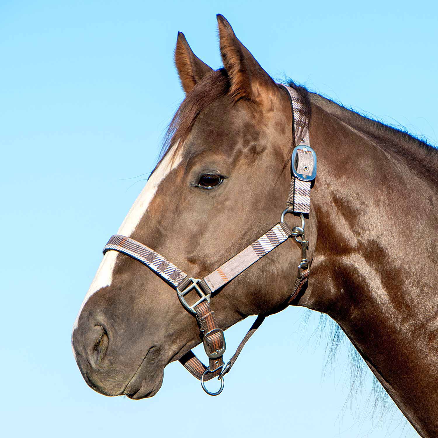 Jeffers Matching Horse Halter & Lead Rope 2 Piece Set, Full Size