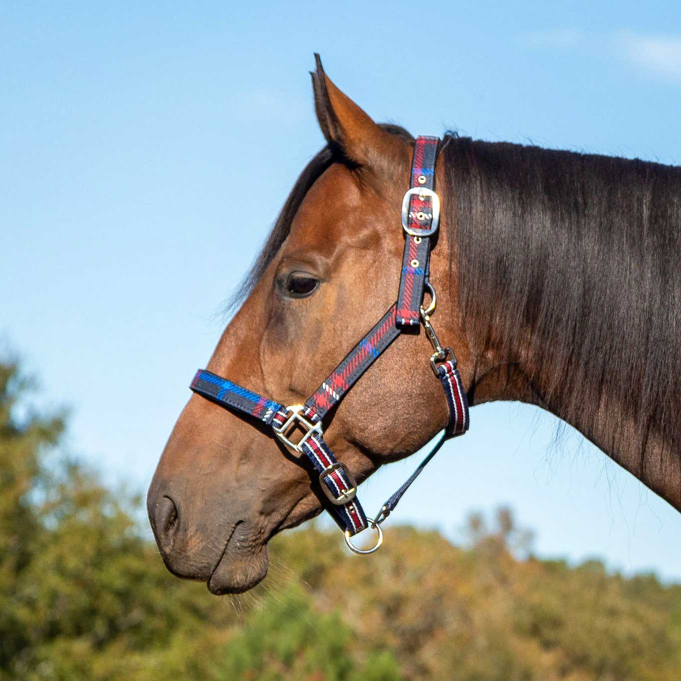 Jeffers Matching Horse Halter & Lead Rope 2 Piece Set, Full Size