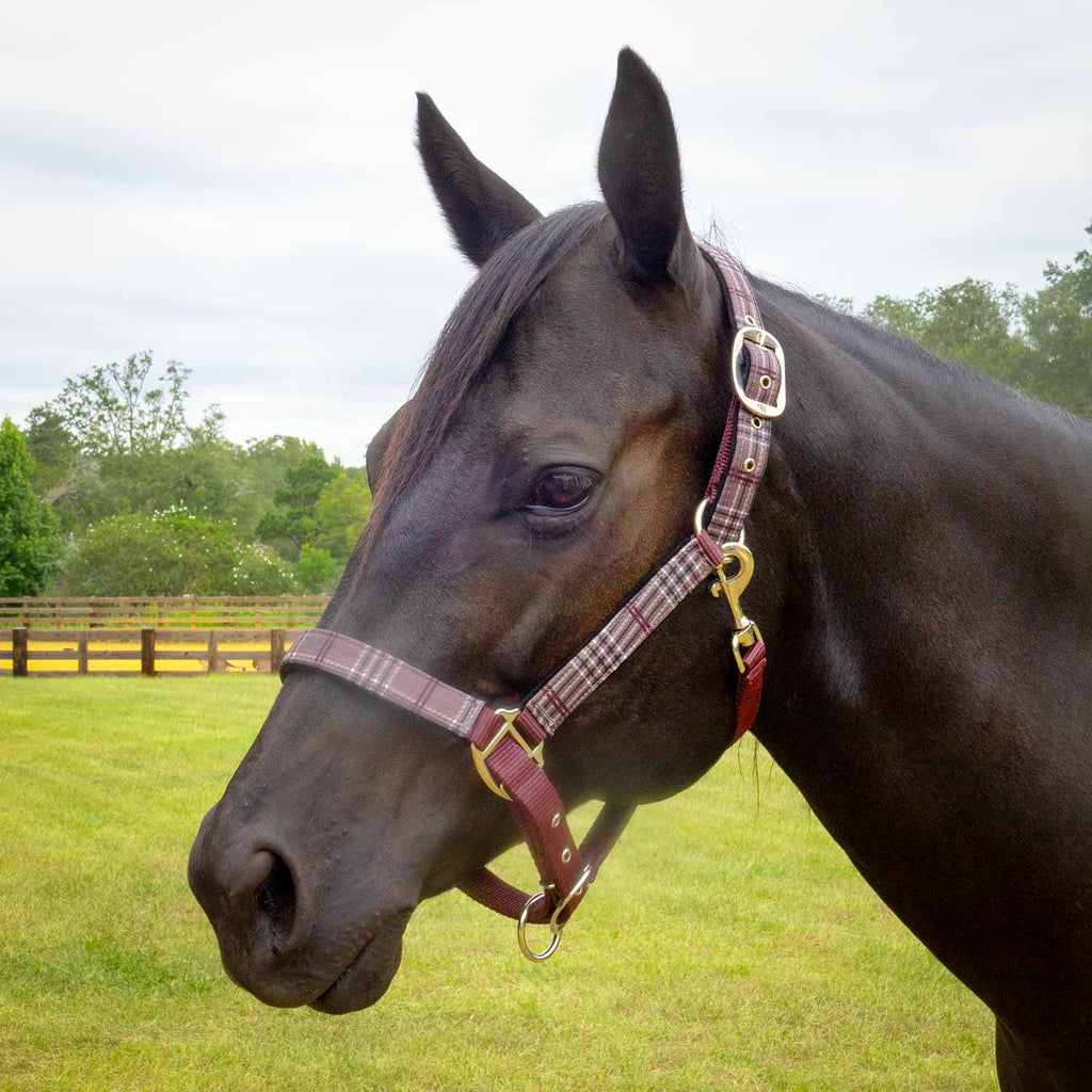 Jeffers Matching Horse Halter & Lead Rope 2 Piece Set, Full Size
