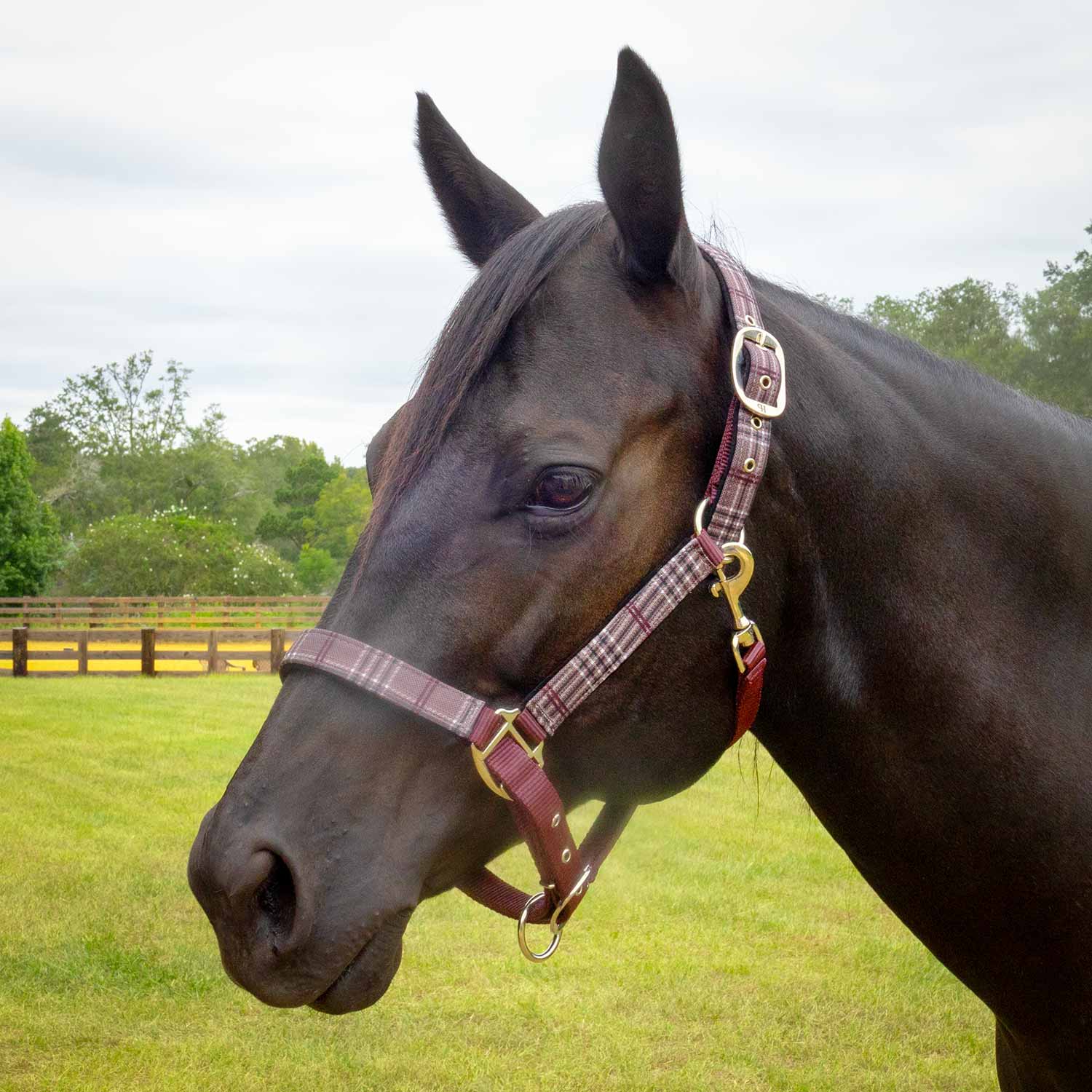 Jeffers Matching Horse Halter & Lead Rope 2 Piece Set, Full Size