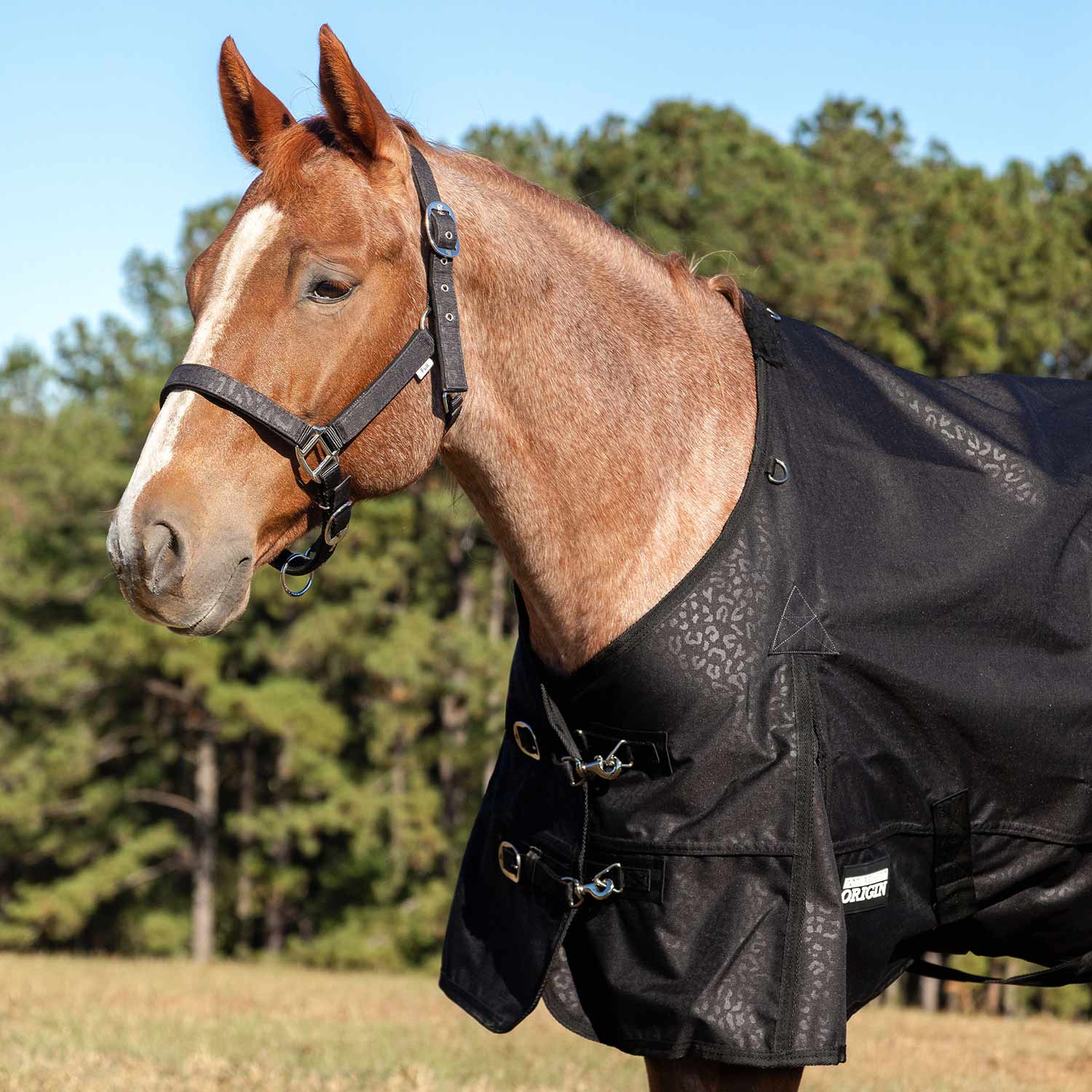 Jeffers Matching Horse Halter & Lead Rope 2 Piece Set, Full Size