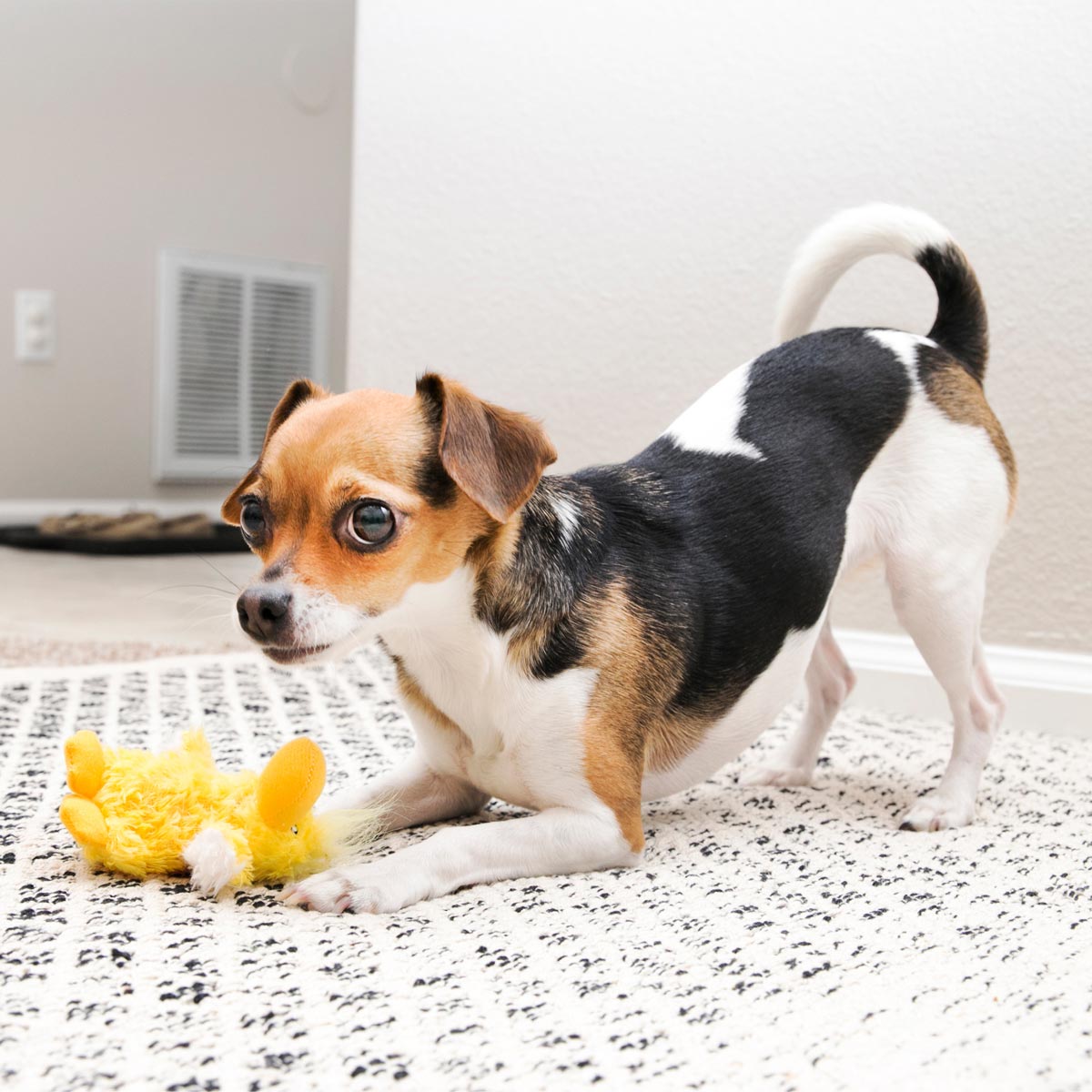 KONG Dr. Noyz X-Small Plush Dog Toys – Stuffing-Free, Soft Cuddle Toy with Removable and Extra Squeaker for Small Dogs