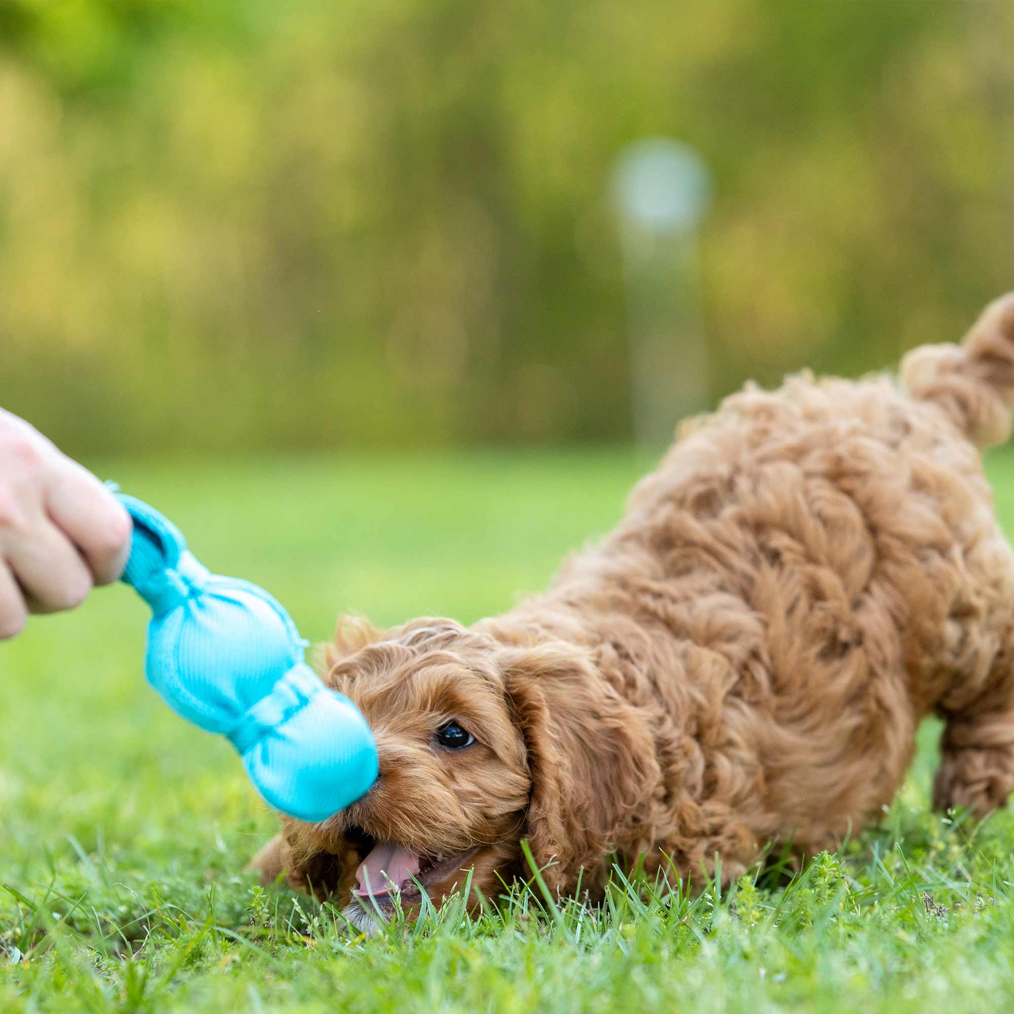 KONG Wubba Dog Toy – Interactive Squeaky Tug & Fetch Toy for Dogs (Assorted Colors, 1 Count)