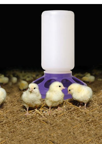 Little Giant 1 Quart Chicken Feeder & Waterer – Plastic Screw-On Jar & Base (Sold Separately)