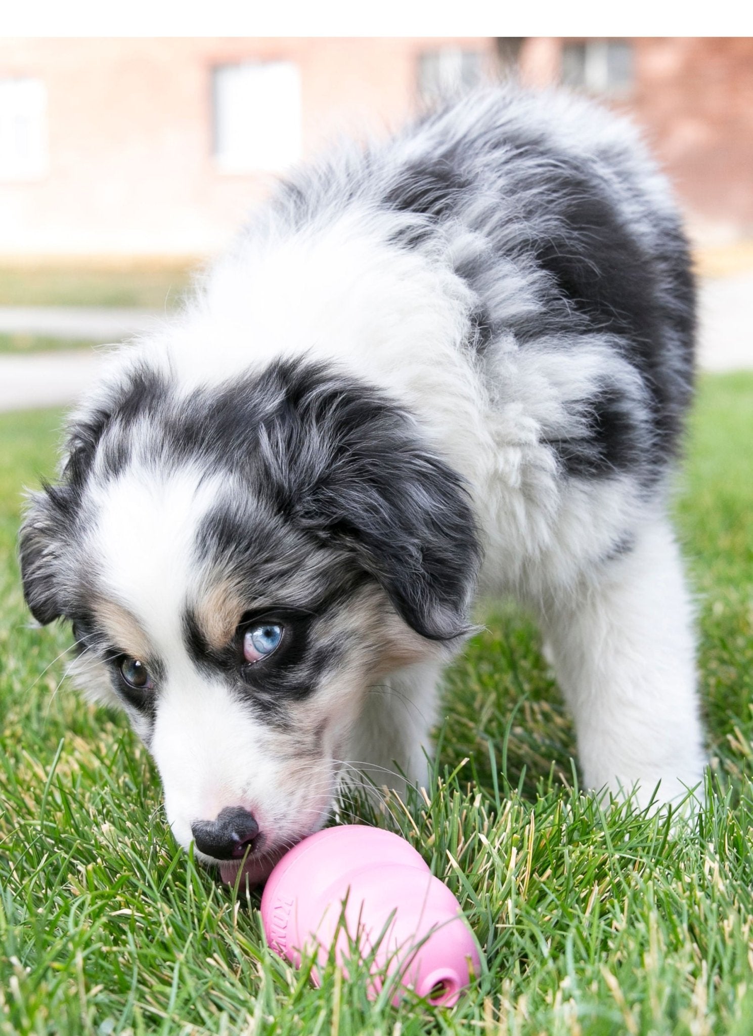 Puppy KONG Treat-Stuffing Chew Dog Toy