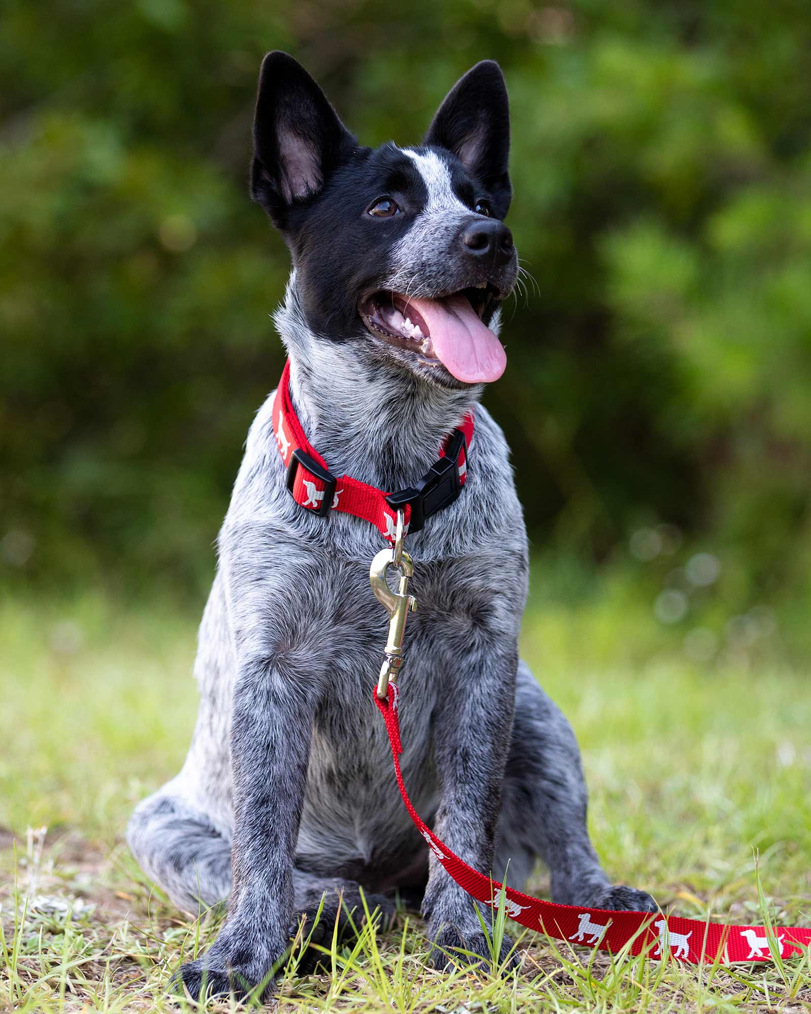 Jeffers Reflective Hound Series Adjustable Nylon Dog Collars