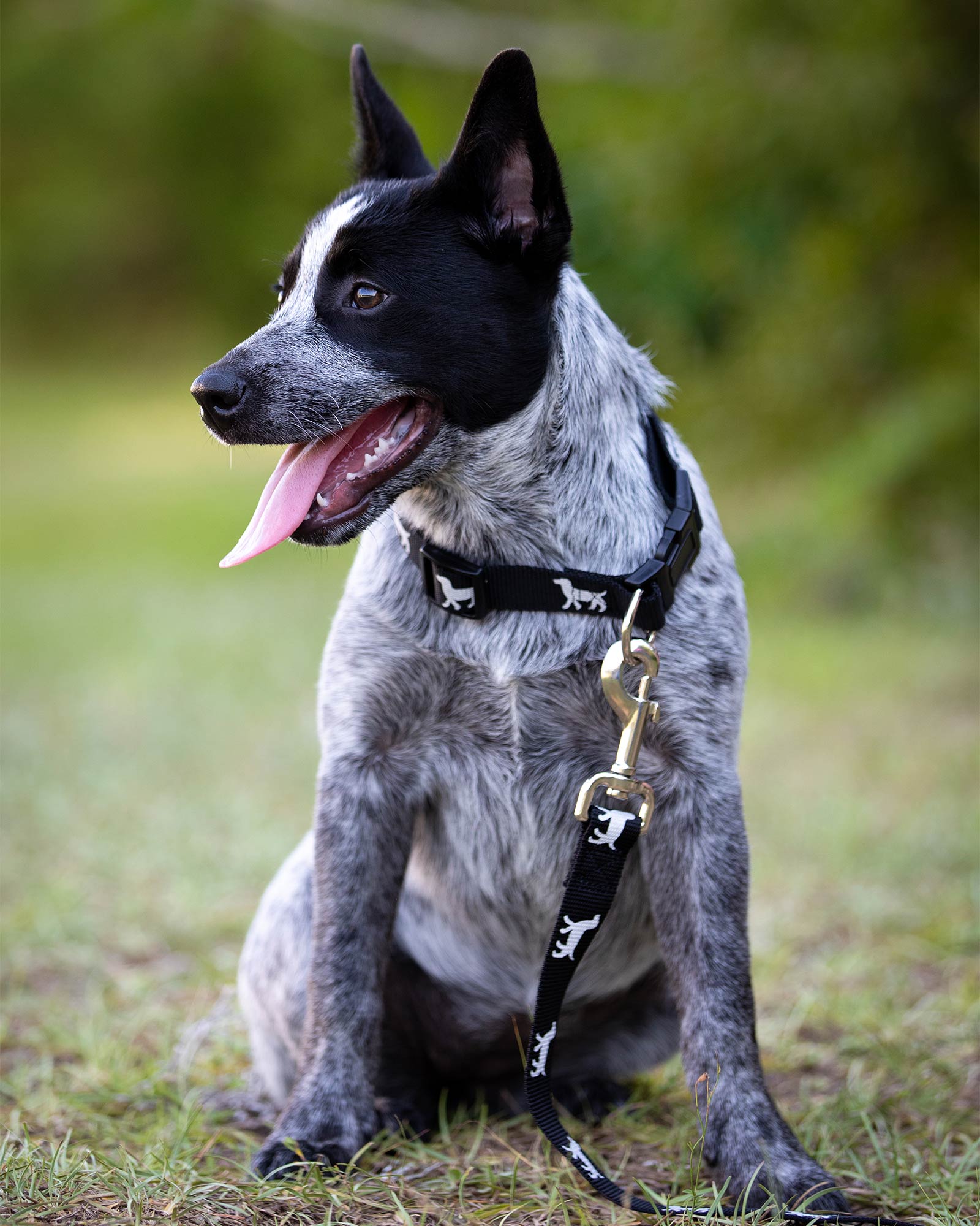 Jeffers Reflective Hound Series Nylon Dog Leash